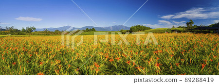 Morning view of the orange daylilies and landscape Morning view of the orange daylilies and landscape 89288419
