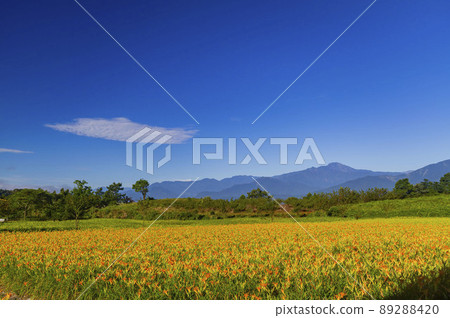 Morning view of the orange daylilies and landscape Morning view of the orange daylilies and landscape 89288420