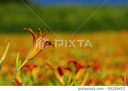 Close up shot of the orange daylily blossom over the Sixty Stone Mountain 89288423