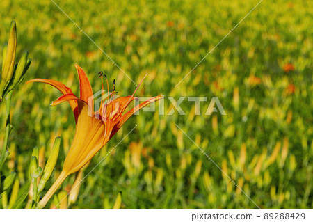 Close up shot of the orange daylily blossom over the Sixty Stone Mountain Close up shot of the orange daylily blossom over the Sixty Stone Mountain 89288429