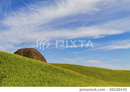 Morning view of the orange daylilies and landscape 89288430