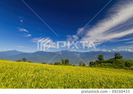 Morning view of the orange daylilies and landscape 89288433