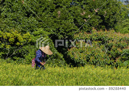 Farmer was busy Harvest the daylily in Sixty Stone Mountain Farmer was busy Harvest the daylily in Sixty Stone Mountain 89288440