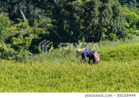 Farmer was busy Harvest the daylily in Sixty Stone Mountain Farmer was busy Harvest the daylily in Sixty Stone Mountain 89288444