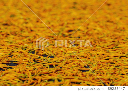 Morning view of the orange daylilies drying on ground 89288447