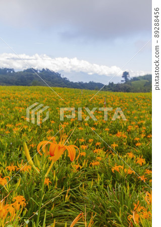 Close up shot of the orange daylily blossom over the Sixty Stone Mountain 89288456