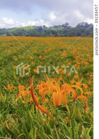 Close up shot of the orange daylily blossom over the Sixty Stone Mountain Close up shot of the orange daylily blossom over the Sixty Stone Mountain 89288457