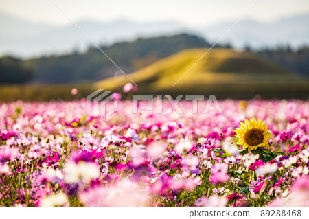 宮崎齊都原古墳、秋天的櫻花和向日葵 89288468