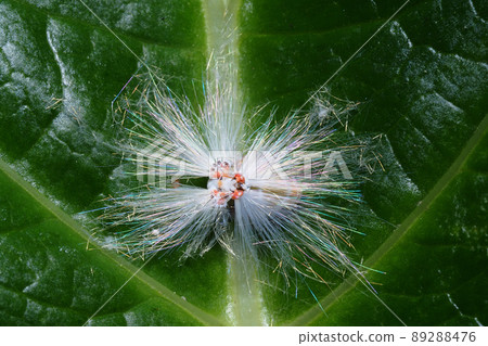 Larva of Amigasa Hagoromo 89288476