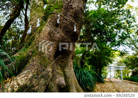 Miyazaki Eda Shrine Shinboku 89288520