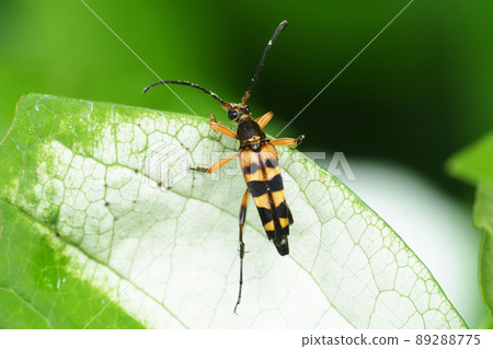 Leptura ochracea perching on the leaves of Saururus chinensis Leptura ochracea perching on the leaves of Saururus chinensis 89288775