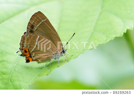 Midorishigimi 89289263