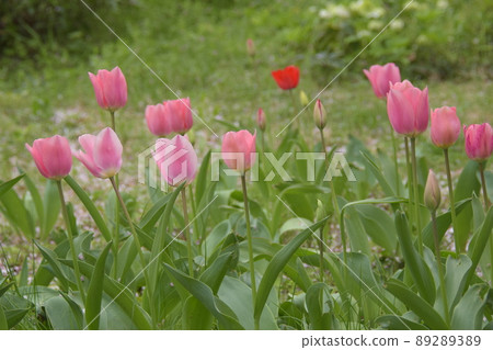 Tulip 89289389