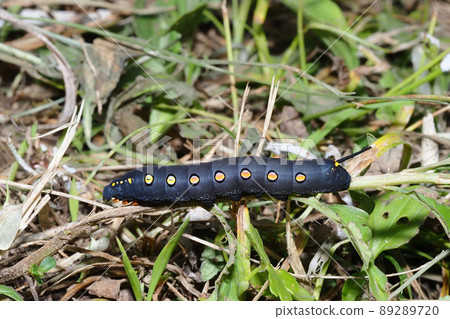 Caterpillar larva 89289720