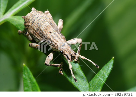 Shiloh cob weevil Shiloh cob weevil 89289721