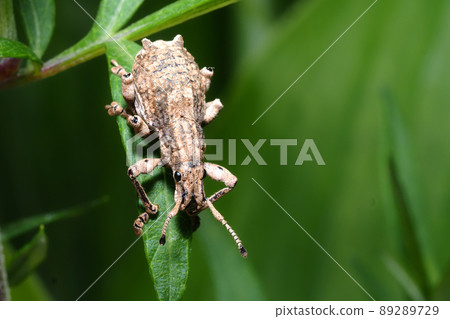 Shiloh玉米棒象鼻蟲 89289729