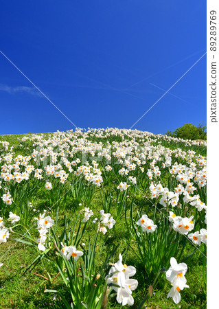 法國巴黎花卉公園山上盛開的水仙花。拍攝於 2022 年 4 月 17 日。天 89289769