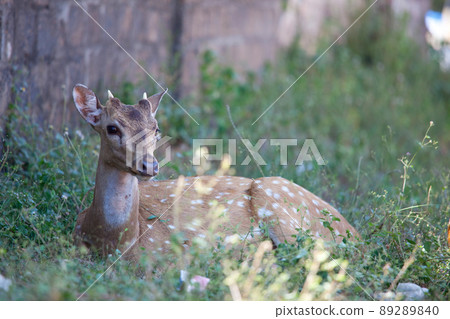 Spotted deer 89289840