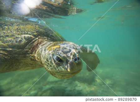 Turtle Turtle 89289870