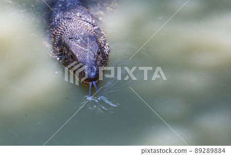 Varan Varan 89289884