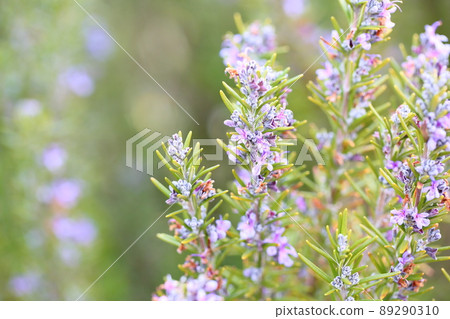 迷迭香花 89290310