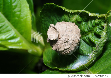 Mikado tok wasp nest Mikado tok wasp nest 89290447