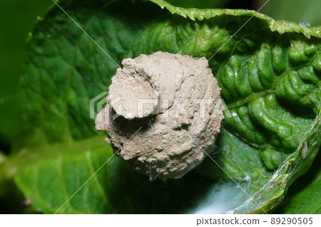 Mikado tok wasp nest 89290505