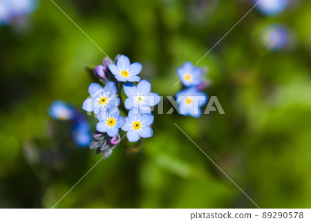 Forget-me-not flowers Forget-me-not flowers 89290578