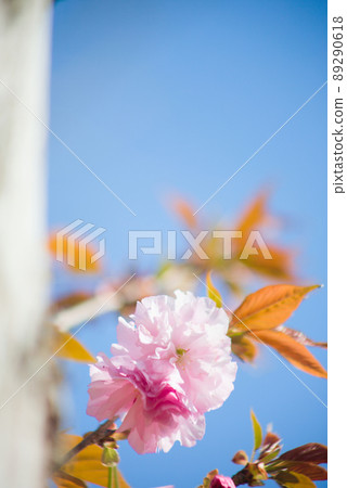 Close-up of double cherry blossoms Close-up of double cherry blossoms 89290618
