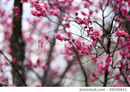 梅花粉色垂枝梅 梅花粉色垂枝梅 89290641