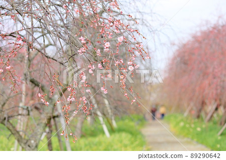 梅花粉色垂枝梅 89290642