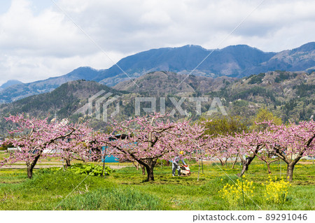Beyond the peak of vividness and pollinated, delicious Kawanakajima peach blossoms and rape blossoms heading for the fruiting of white peaches 89291046