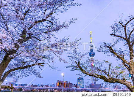 櫻花和東京天空樹東京春天風景 89291149