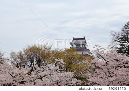 While the cherry blossoms are in full bloom, the castle tower of Tsuruga Castle emerges beautifully. While the cherry blossoms are in full bloom, the castle tower of Tsuruga Castle emerges beautifully. 89291250