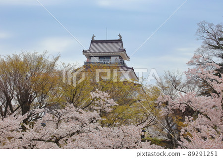 While the cherry blossoms are in full bloom, the castle tower of Tsuruga Castle emerges beautifully. While the cherry blossoms are in full bloom, the castle tower of Tsuruga Castle emerges beautifully. 89291251