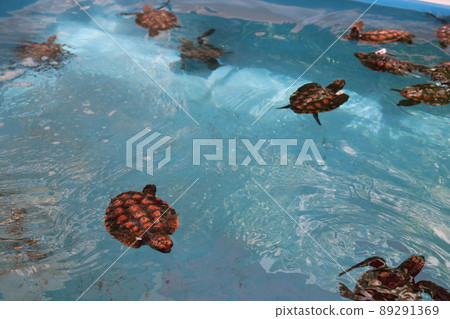 Baby turtle Baby turtle 89291369