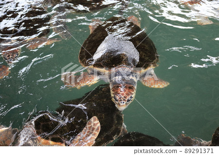 Sea turtle Sea turtle 89291371