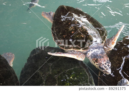 海龜 89291375
