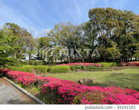 Shonandai Park Shonandai Azalea Spring, Fujisawa City, Kanagawa Prefecture Shonandai Park Shonandai Azalea Spring, Fujisawa City, Kanagawa Prefecture 89291502