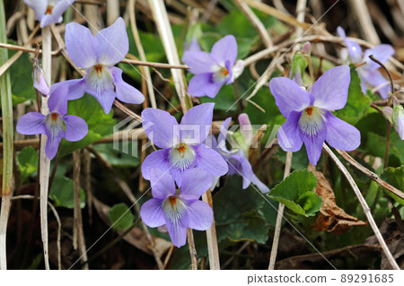 Blooming Otachi Boss violet blooms Tadami Town, Fukushima Prefecture Blooming Otachi Boss violet blooms Tadami Town, Fukushima Prefecture 89291685