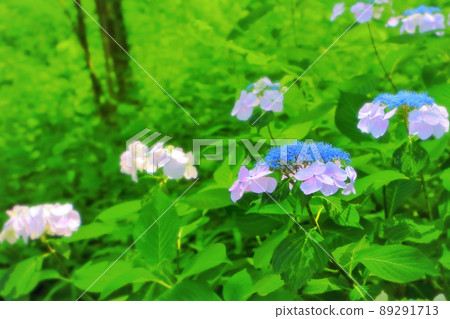 Fresh green and refreshing hydrangea flowers 89291713