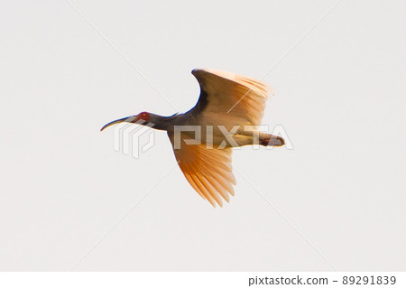 [佐渡] 4月飛過稻田的野生朱鹮 89291839