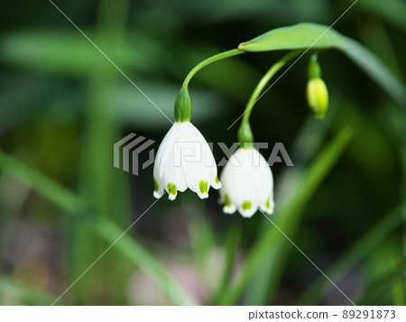 四月白花 89291873