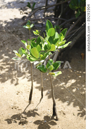 Keisa Higashimura, Kunigami-gun, Okinawa Prefecture Mangrove (mangroves) saplings that spread next 89291904