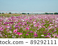 Cosmos field of Konosu 89292111