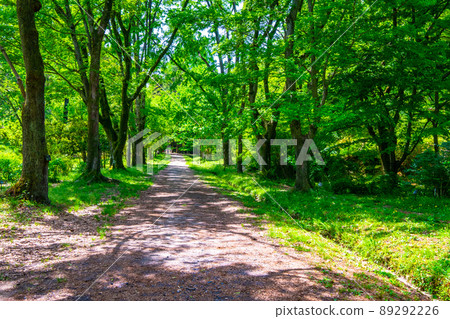 Fresh green forest and sidewalk Fresh green forest and sidewalk 89292226