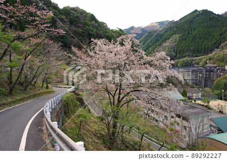 Shiiba 村和 Shiiba 大壩的一排櫻花樹 Shiiba 村和 Shiiba 大壩的一排櫻花樹 89292227