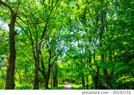 Fresh green forest and sidewalk 89292238