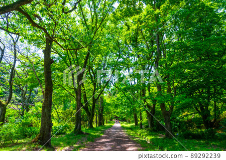 Fresh green forest and sidewalk 89292239