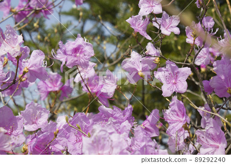 Azalea 89292240